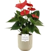 Anthurium Esudo in Pure Tess ceramics
