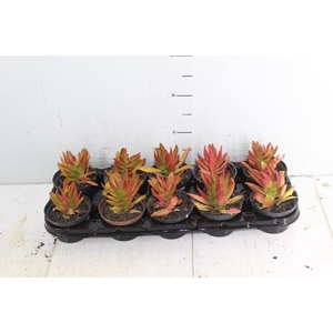SUCULENTAS CRASSULA CAPITELLA CAMPFIRE P11
