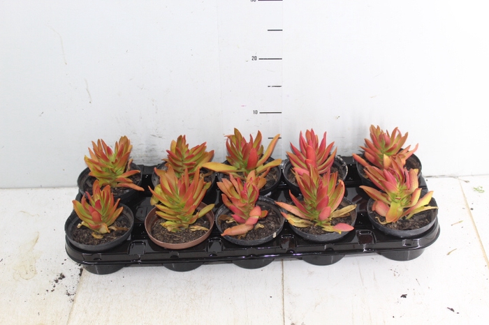 SUCULENTAS CRASSULA CAPITELLA CAMPFIRE P11