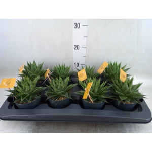 xGasteraloe  'Aurora'