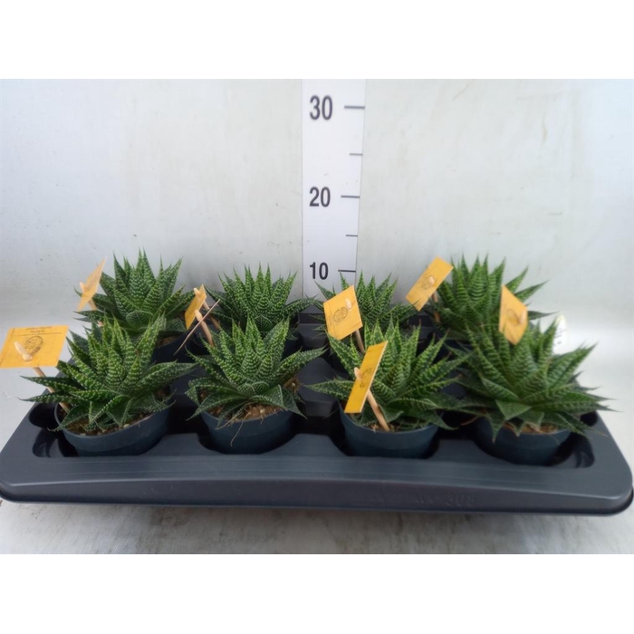 <h4>xGasteraloe  'Aurora'</h4>