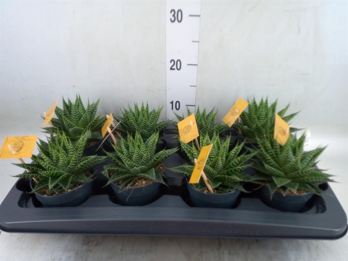 xGasteraloe  'Aurora'
