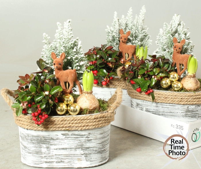 <h4>ARR TUINPLANTEN</h4>