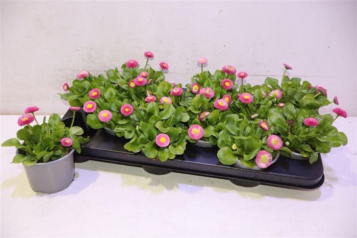 <h4>Bellis P Kl Ru Rose</h4>