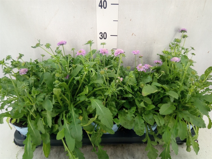 Scabiosa japonica