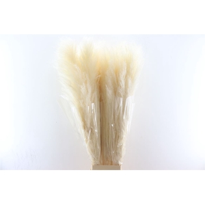 Dried Cortaderia Lao Grass White Extra P Stem