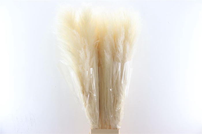 <h4>Dried Cortaderia Lao Grass White Extra P Stem</h4>