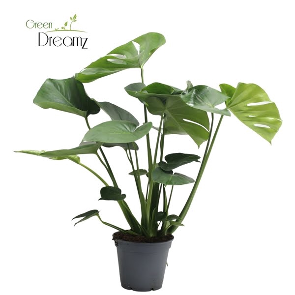 <h4>Monstera Deliciosa Tauerii</h4>