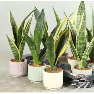 SANSEV TRIFASCIA  OV