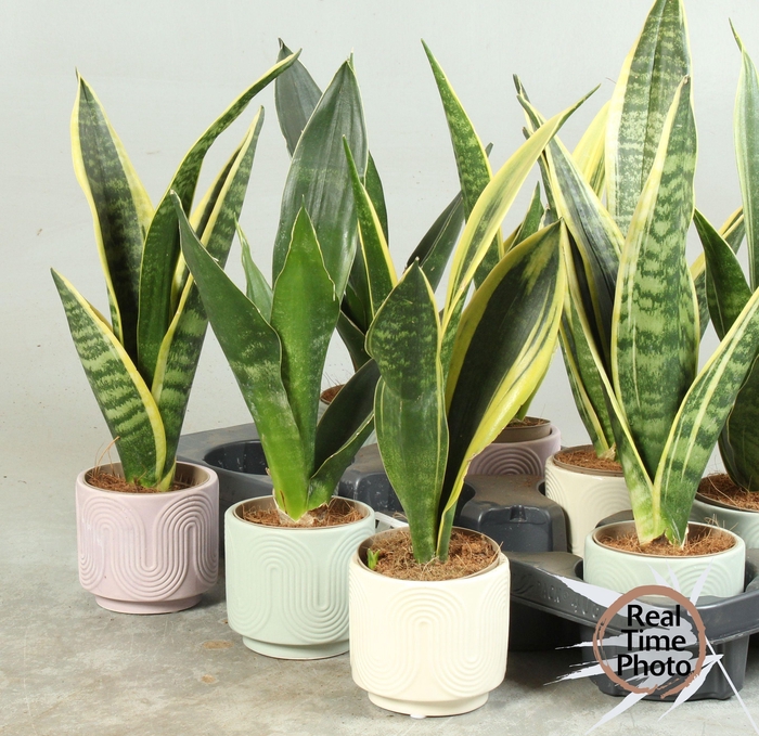 <h4>SANSEV TRIFASCIA  OV</h4>