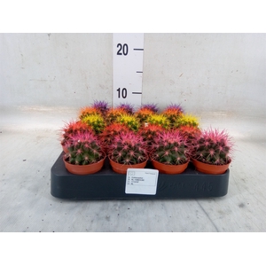 Echinocactus grusonii