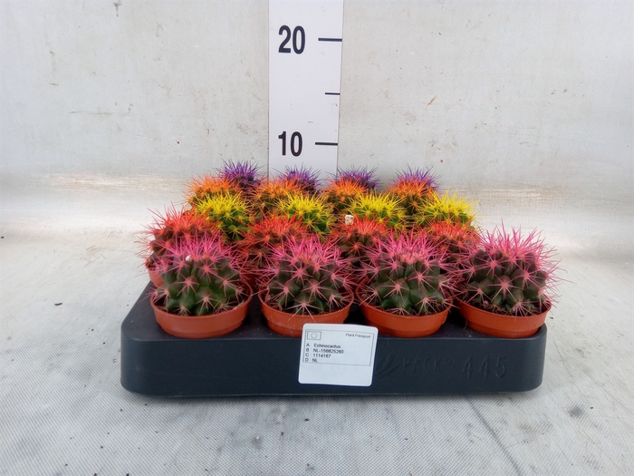 <h4>Echinocactus grusonii</h4>