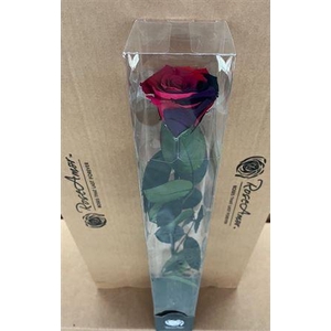 50cm Stem Rainbow Pin02