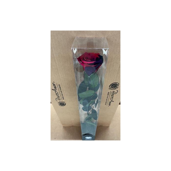 <h4>50cm Stem Rainbow Pin02</h4>