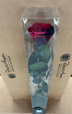 <h4>50cm Stem Rainbow Pin02</h4>