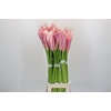 Zantedeschia Eydolls Purple Pink