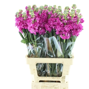 MATTH IRON DEEP PINK