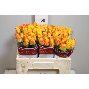 R Gr Candlelight B1