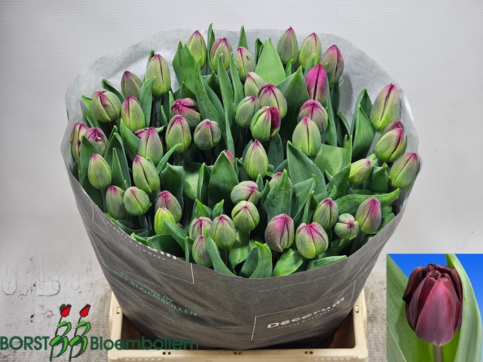 <h4>Tu En Dark Soul</h4>