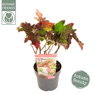 Hydrangea que. 'Ruby Slippers' ®