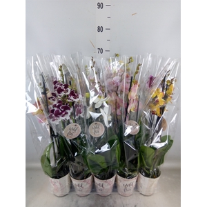 Phalaenopsis   ...