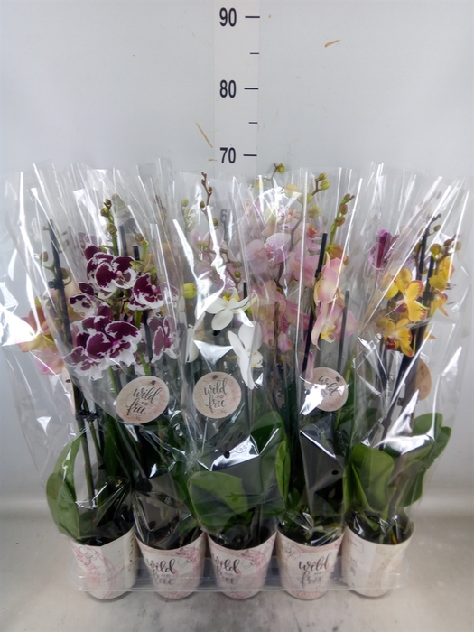 <h4>Phalaenopsis   ...</h4>