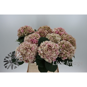 Hydrangea my beautiful vienna classic