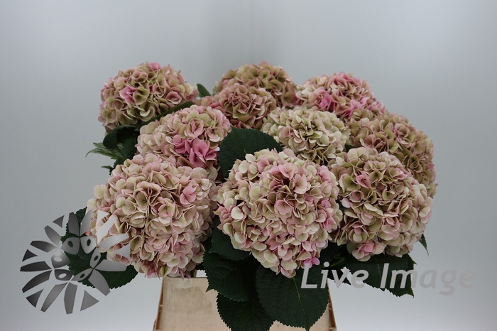 <h4>Hydrangea my beautiful vienna classic</h4>