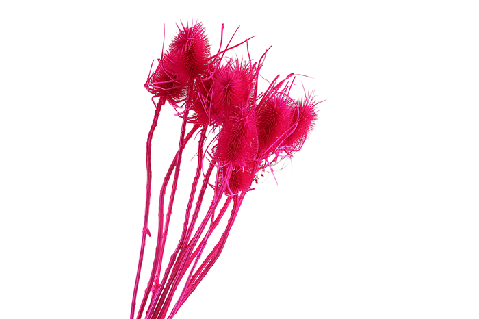 <h4>Chardon Cerise</h4>