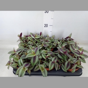 Tradescantia zebr. 'Violet Hill'