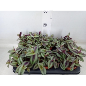 Tradescantia zebr. 'Violet Hill'