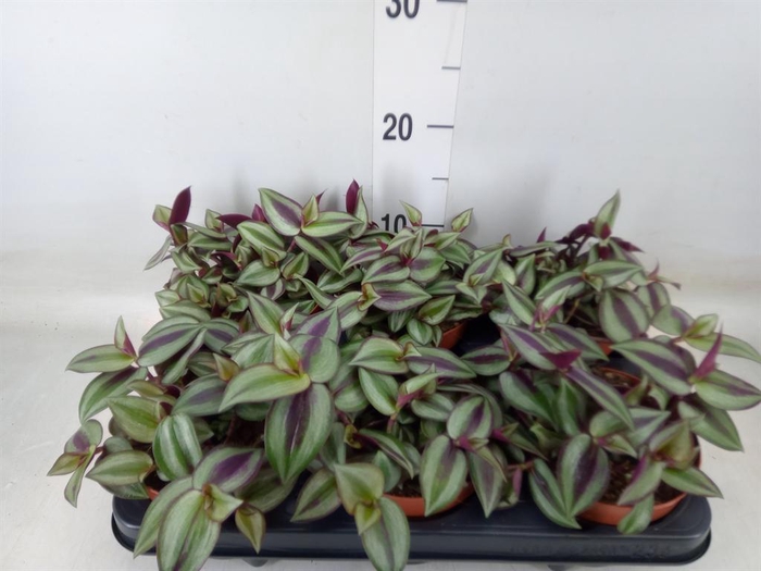 <h4>Tradescantia zebr. 'Violet Hill'</h4>
