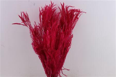 <h4>Pres Helecho Lvs Cerise Bunch</h4>