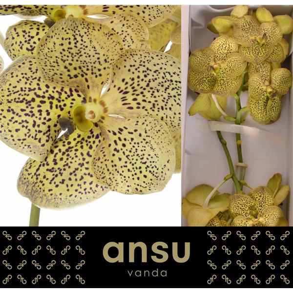 <h4>Vanda Chitaah Citron X16</h4>