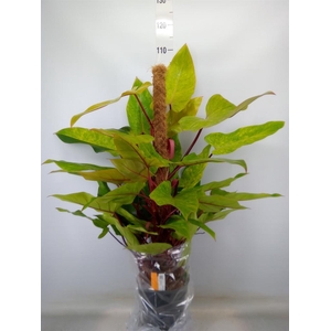 Philodendron  'Painted Lady'