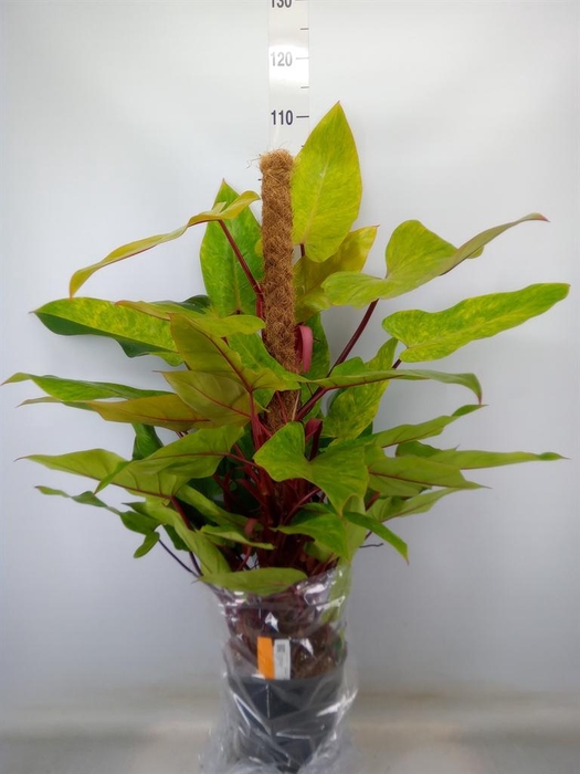 <h4>Philodendron 'Painted Lady'</h4>