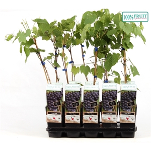 Vitis Beta P15