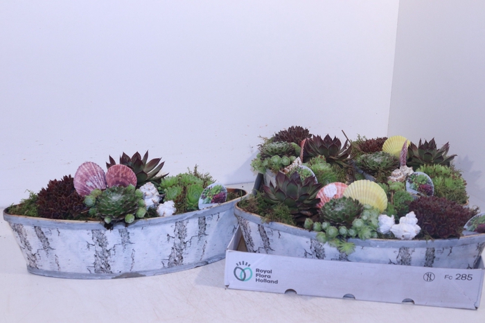 <h4>ARR SEMPERVIVUM</h4>