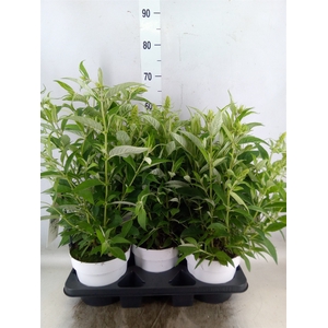 Buddleja davidii 'Butterf CL White'
