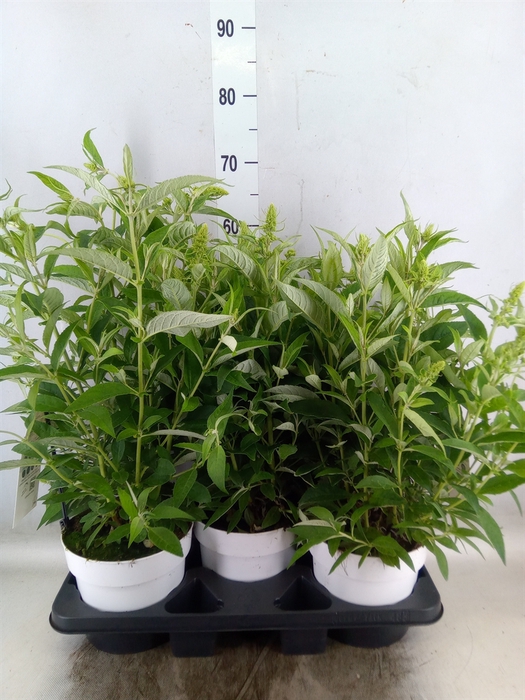 <h4>Buddleja davidii 'Butterf CL White'</h4>