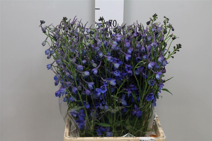 <h4>Delph En Donna</h4>