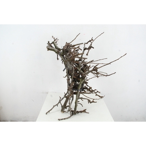 PEAR BRANCHE CONFERENCE (X5) 50/65CM