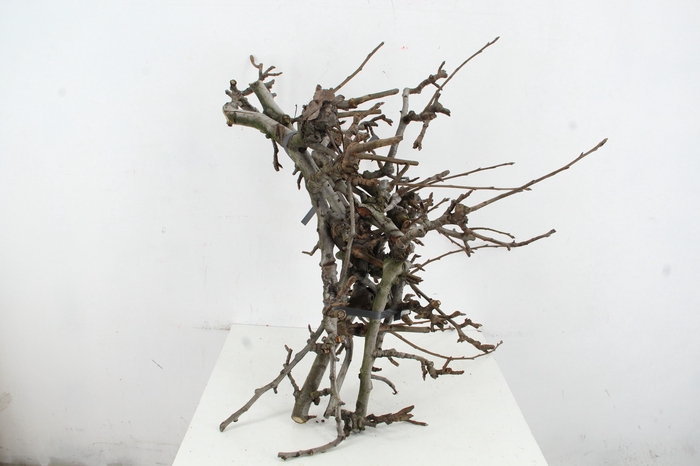 <h4>PEAR BRANCHE CONFERENCE (X5) 50/65CM</h4>