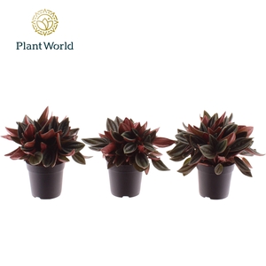 Peperomia Rosso 7 cm