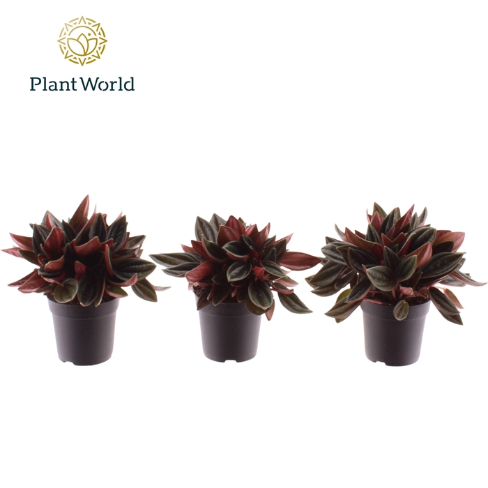 <h4>Peperomia Rosso 7 cm</h4>