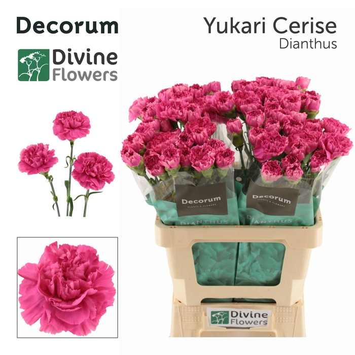 <h4>Dianthus ST 'Yukari Cerise'</h4>