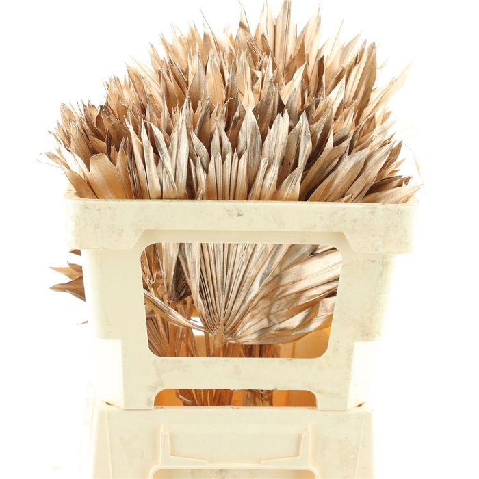 <h4>Dried Palm Sun Rose Goud</h4>