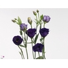 EUS G MINU DARK PURP