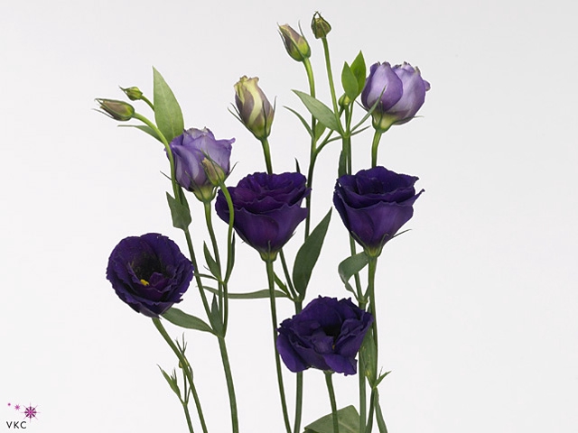 EUS G MINU DARK PURP