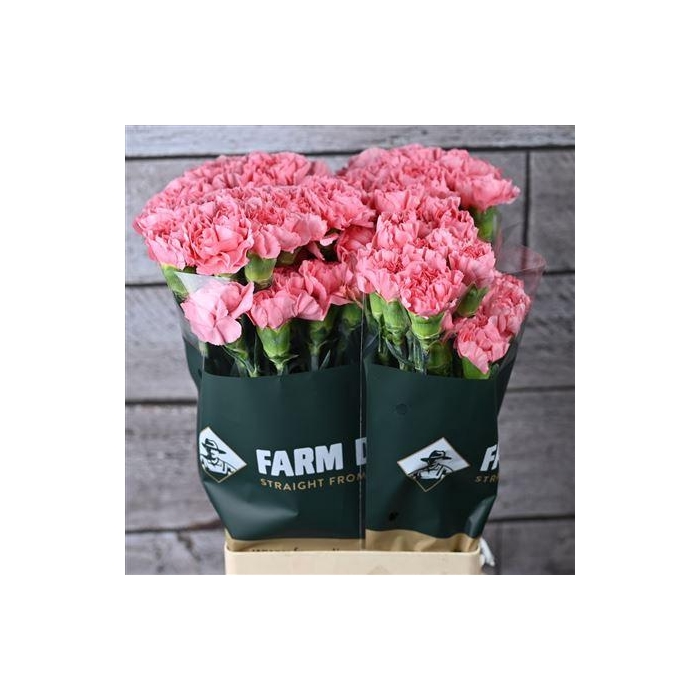 <h4>Di St Fristi</h4>